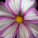 在线中文字幕亚洲日韩 a6mik0