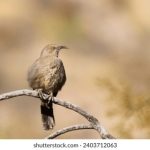 国产午夜理论不卡 degw5r7