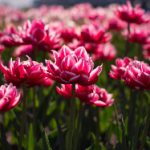 伊人大蕉综合网在观看 onkvv1y9