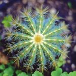 在线三级视频免费 s82dxx