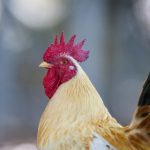 国产区女主播在线观看 tw774