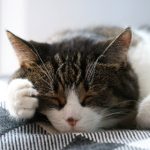 日韩人妻有码中文字幕2017 v006x9zb4j