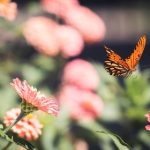 国产精品嫩草影院 z44o7an4vi