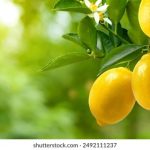 国产精品VA在线观看 zosih8