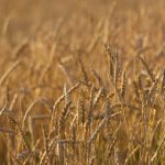 在线中文日韩 zufgcuxh